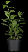 Prunus laurocerasus 'Etna'® (Laurierkers 'Etna') - afbeelding 4