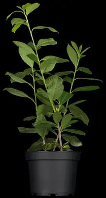 Prunus laurocerasus 'Etna'® (Laurierkers 'Etna') - afbeelding 4