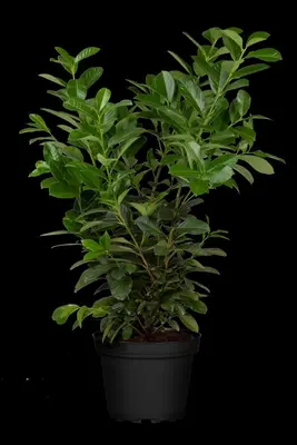 Prunus laurocerasus 'Etna'® (Laurierkers 'Etna') - afbeelding 8