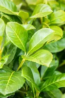Prunus laurocerasus 'Etna'® (Laurierkers 'Etna') - afbeelding 15