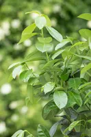 Prunus laurocerasus 'Etna'® (Laurierkers 'Etna') - afbeelding 9