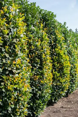 Prunus laurocerasus 'Etna'® (Laurierkers 'Etna') - afbeelding 12