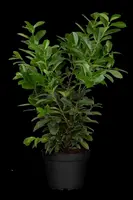Prunus laurocerasus 'Etna'® (Laurierkers 'Etna') - afbeelding 8