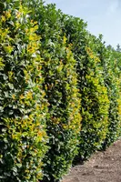 Prunus laurocerasus 'Etna'® (Laurierkers 'Etna') - afbeelding 12