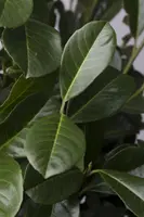 Prunus laurocerasus 'Etna'® (Laurierkers 'Etna') - afbeelding 2