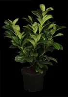 Prunus laurocerasus 'Etna'® (Laurierkers 'Etna') - afbeelding 1