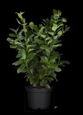 Prunus laurocerasus 'Etna'® (Laurierkers 'Etna') - afbeelding 6
