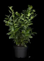 Prunus laurocerasus 'Etna'® (Laurierkers 'Etna') - afbeelding 6