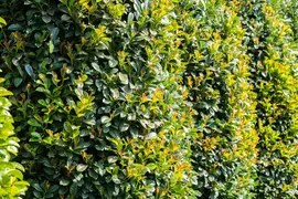 Prunus laurocerasus 'Etna'® (Laurierkers 'Etna') - afbeelding 11