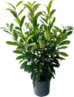 Prunus laurocerasus 'Genolia' (Laurierkers) 100cm - afbeelding 1