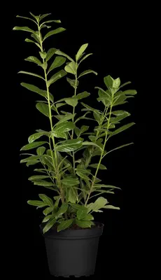 Prunus laurocerasus 'Novita' (Laurierkers 'Novita') - afbeelding 18