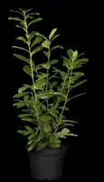 Prunus laurocerasus 'Novita' (Laurierkers 'Novita') - afbeelding 18