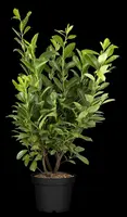 Prunus laurocerasus 'Novita' (Laurierkers 'Novita') - afbeelding 16