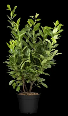 Prunus laurocerasus 'Novita' (Laurierkers 'Novita') - afbeelding 16