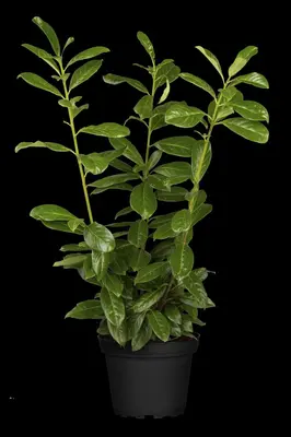 Prunus laurocerasus 'Novita' (Laurierkers 'Novita') - afbeelding 17