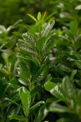 Prunus laurocerasus 'Novita' (Laurierkers 'Novita') - afbeelding 7