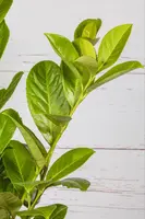 Prunus laurocerasus 'Novita' (Laurierkers 'Novita') - afbeelding 10