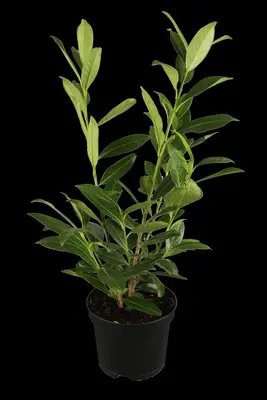 Prunus laurocerasus 'Novita' (Laurierkers 'Novita') - afbeelding 1