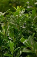 Prunus laurocerasus 'Novita' (Laurierkers 'Novita') - afbeelding 7
