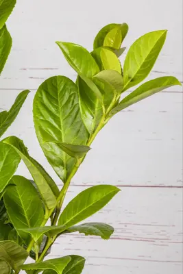 Prunus laurocerasus 'Novita' (Laurierkers 'Novita') - afbeelding 10