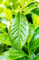 Prunus laurocerasus 'Novita' (Laurierkers 'Novita') - afbeelding 20