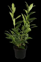 Prunus laurocerasus 'Novita' (Laurierkers 'Novita') - afbeelding 1
