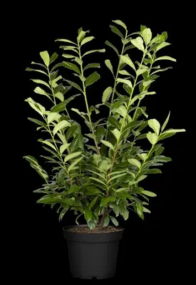 Prunus laurocerasus 'Novita' (Laurierkers 'Novita') - afbeelding 13