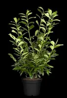 Prunus laurocerasus 'Novita' (Laurierkers 'Novita') - afbeelding 13
