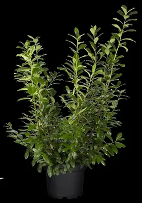 Prunus laurocerasus 'Novita' (Laurierkers 'Novita') - afbeelding 12