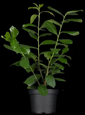 Prunus laurocerasus 'Novita' (Laurierkers 'Novita') - afbeelding 5