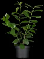 Prunus laurocerasus 'Novita' (Laurierkers 'Novita') - afbeelding 5
