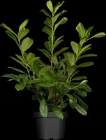 Prunus laurocerasus 'Novita' (Laurierkers 'Novita') - afbeelding 4