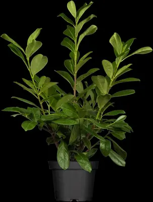 Prunus laurocerasus 'Novita' (Laurierkers 'Novita') - afbeelding 4