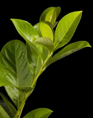Prunus laurocerasus 'Novita' (Laurierkers 'Novita') - afbeelding 6