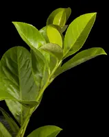 Prunus laurocerasus 'Novita' (Laurierkers 'Novita') - afbeelding 6