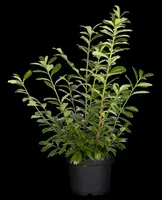 Prunus laurocerasus 'Novita' (Laurierkers 'Novita') - afbeelding 11