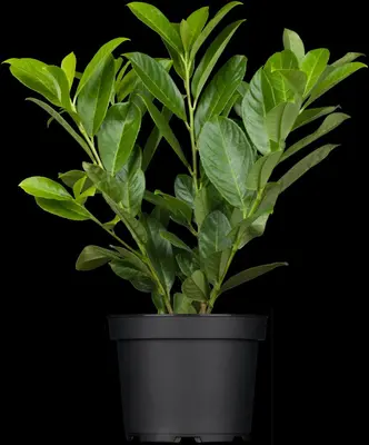 Prunus laurocerasus 'Novita' (Laurierkers 'Novita') - afbeelding 9