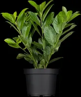 Prunus laurocerasus 'Novita' (Laurierkers 'Novita') - afbeelding 9