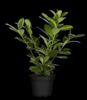 Prunus laurocerasus 'Novita' (Laurierkers 'Novita') - afbeelding 14