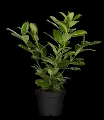 Prunus laurocerasus 'Novita' (Laurierkers 'Novita') - afbeelding 14