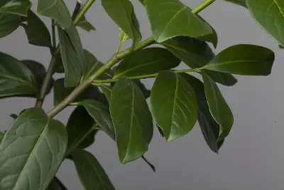 Prunus laurocerasus 'Novita' (Laurierkers 'Novita') - afbeelding 2