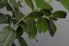 Prunus laurocerasus 'Novita' (Laurierkers 'Novita') - afbeelding 2
