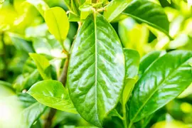 Prunus laurocerasus 'Novita' (Laurierkers 'Novita') - afbeelding 19