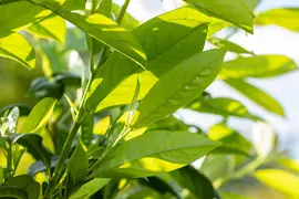 Prunus laurocerasus 'Novita' (Laurierkers 'Novita') - afbeelding 22
