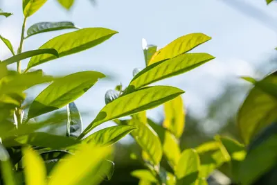 Prunus laurocerasus 'Novita' (Laurierkers 'Novita') - afbeelding 24