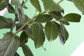 Prunus laurocerasus 'Novita' (Laurierkers 'Novita') - afbeelding 3