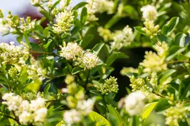 Prunus laurocerasus 'Novita' (Laurierkers 'Novita') - afbeelding 21