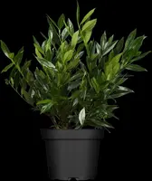 Prunus laurocerasus 'Otto Luyken' (Laurierkers 'Otto Luyken') - afbeelding 1