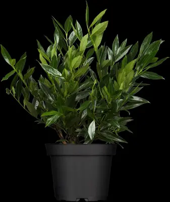 Prunus laurocerasus 'Otto Luyken' (Laurierkers 'Otto Luyken') - afbeelding 1