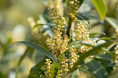 Prunus laurocerasus 'Otto Luyken' (Laurierkers 'Otto Luyken') - afbeelding 5